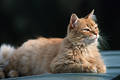 Braunfell-Kater Langhaar hübsches Tiermodel Braunkatze Schönling Fotoporträt Tierstolz Schnurrbart