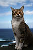 2101_Mauerkatze Tierbild vor Meer Himmel Horizontblick Hochsitz Foto Hochformat