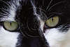 Katzenaugen Bild Grünaugen Großfoto Stirn schwarze Haare Weißkatze