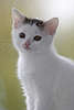 47682_ Weisses Ktzlein niedliche Jungkatze Tierportrait Schmusekatze Fotografie Katzenbaby Bild