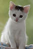 47685_ Jungkatze in weiss niedliches Kätzchen Weisstier blickt in Kamera süsse Miezekatze Tierfoto