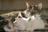 47707_ Kätzchen saugt Muttermilch von Katzenmama Foto Katzenbaby an der Mutterbrust wird gesäugt