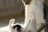 47719_Katzenmutter Foto verspieltes Kätzchen Katzenbaby tobend in Bild Katzenspiel