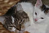 47756_ Katzenmutter mit Kätzchen weiss Baby niedliches Paar Foto Portrait dösen auf Bettdecke liegend
