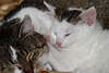 Katzenschlaf Foto süsses Tierbaby mit Mutter niedlich kuschelnd auf Bettdecke