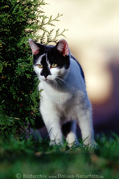 Angriffslustige Katze beim Jagdspiel in Natur