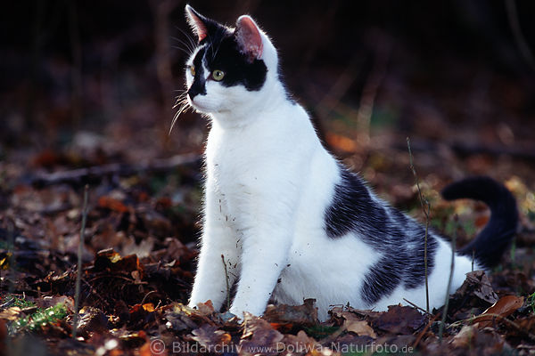 Jungkatze Tier in Waldlaub Sonne-Gegenlicht 
