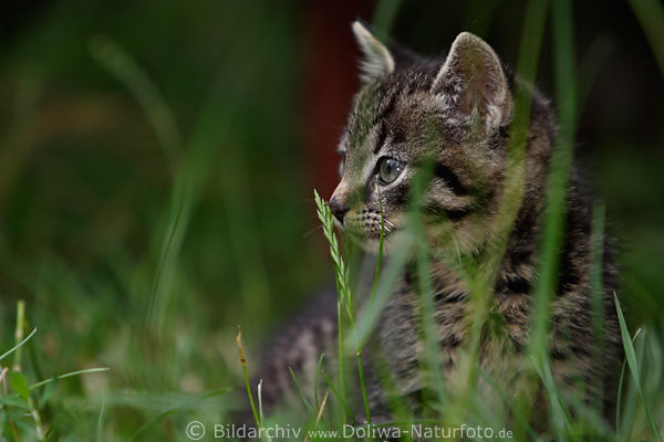 Tierkind ssses Ktzchen im Gras auf Wiese niedliches Katzenkind Portrt