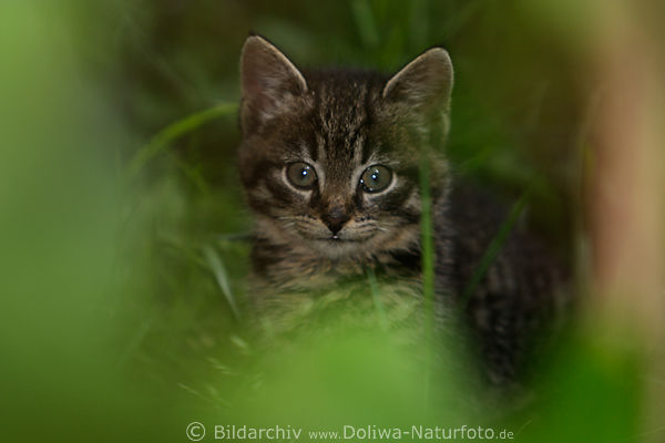 Katzenkind Katzenjungtier Foto durch grne Bltter verwischt Katzenbaby