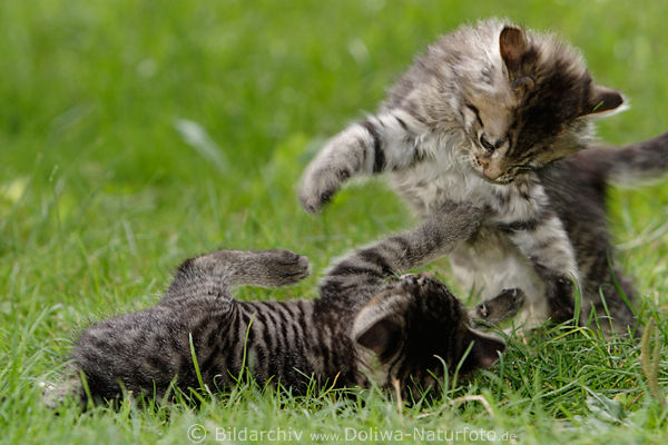 Katzenspiele Kmpfe auf Wiese Jungtiere Paar Katzenkinder toben in Gras