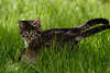 57719_ Katzenringspiele, Katzenkmpfe Aktionfoto auf Wiese, Katzenjungen, Katzenkinder Paar toben im Gras
