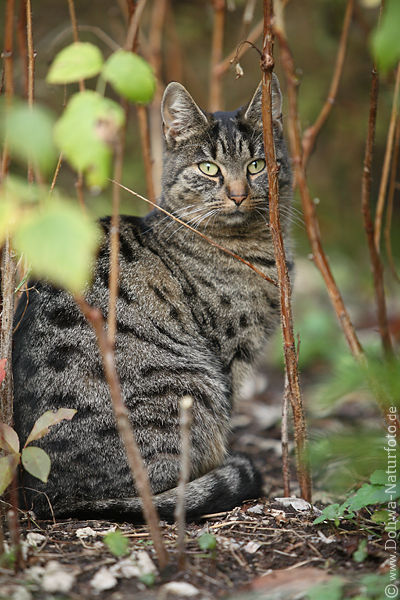 Graukatze in Gebschtrieben Naturfoto Tierportrait