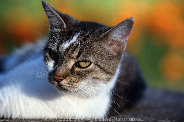 KatzenSchnauze Ohren Kopf Auge blickt ins Kamera liegend