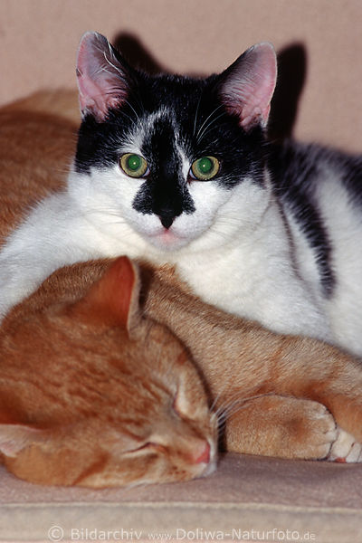 Ktzchen Umarmung liegend verschlafen kuscheln se Schnute