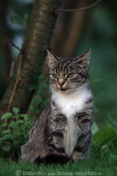 Ktzchen hbsche Graukatze unter Baum