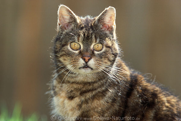 Verwilderte scheue Katzenschnute Wildtier braune Katze Grossaugen