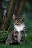 0106_Junges Kätzchen graue Katze Portrait unter Baum im grünen Garten