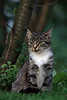 0106_Junges Ktzchen graue Katze Portrait unter Baum im grnen Garten