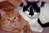 Kätzchen Kuschelpaar verschlafene süsse Schnuten 2 Hauskatzen Bild