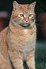 0482_Junger hellbraue Katze Jungtier strenger Blick Fotografie Tierporträt im Freien