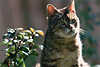 0933_Graukatze, scheues Tier Bild im Seitenlicht an Pflanze, Tierfoto im Garten sitzend