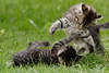 57693_ Katzenspiele Aktionfoto auf Wiese, Katzenjungtiere Tierkinder Paar Foto, Katzenkinder toben im Gras in Tierfoto