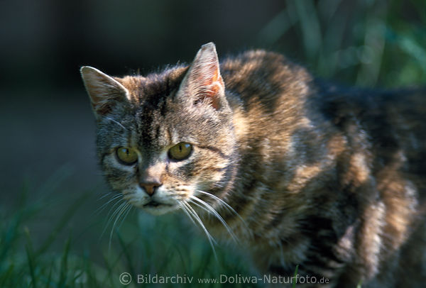 Anpirschen scheue Katze lauern im Gras verwildertes Tier