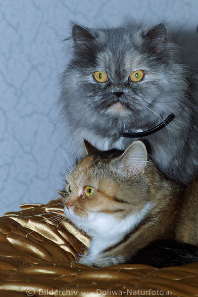 Kuschelnde persische Katzen in Bett