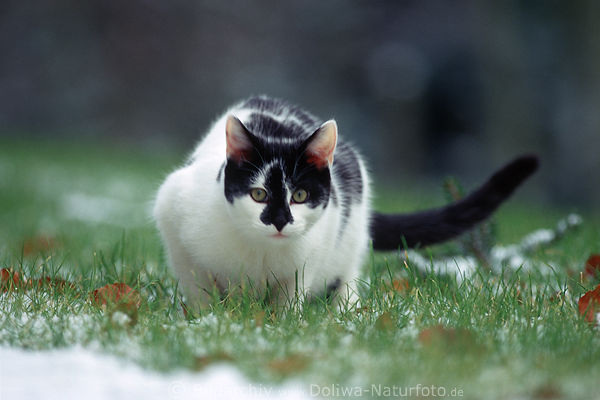 Katze Jagdspiel auf Schnee schwarz-weiss Kater im Winter jagen