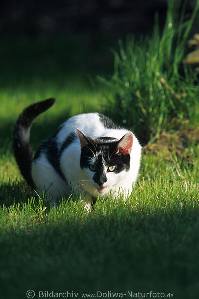Kater Musejagt im Gras