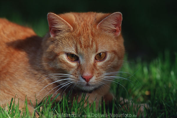 Braunkater Musejagt im Gras auf Wiese Jagdspiel Nahfoto Kopf Schnurrbart