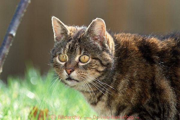 Verwilderte Katze beim Anpirschen scheu im Gras Anschleichen