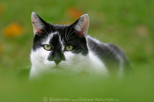 Hauskater Kopf verwischt in Grngras Grnwiese Tierportrt
