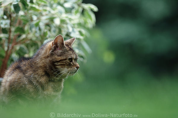 Graukatze Altkatze Tierportrt am Strauch Grnbild schaut in Ferne