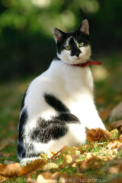 Leon Hauskater Sitz im Laub Groaufnahme herbstlicher Sonnenschein