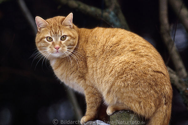 Kater Lisek Tierfoto Hochsitz auf Pfahl Zaunpfosten in Pose