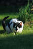 0410_Kater Mäusejagt im Gras Jungtier Hauskatze Foto auf Grünwiese