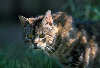 0505_Anpirschen Foto, scheue Katze lauern im Gras, verwildertes Tier