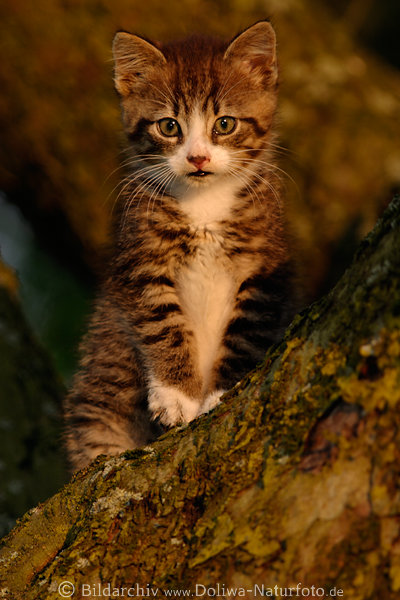 Niedliches Ktzchen am Baum in Abendlicht