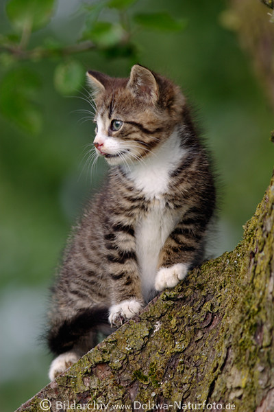 Ktzchen ses Katzenbaby am Baum