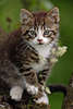 43815_ Kittens portrait in nature, cat-photo, cat-baby pussy cat cutely
