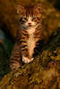 43819_Niedliches Kätzchen Bild Katzenbaby am Baum Tierkind Abendlicht NaturPorträt Cat pussycat photo