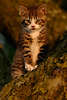43819_Niedliches Ktzchen Bild Katzenbaby am Baum Tierkind Abendlicht NaturPortrt Cat pussycat photo