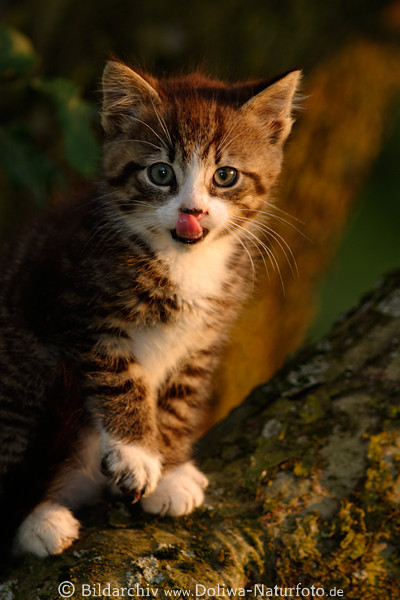 Kätzchen Zunge in Nase am Baum in Abendlicht Katzenkind Portrait 