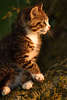 43822_Miezekatze, Kätzchen am Baum in Abendlicht, Katzenbaby