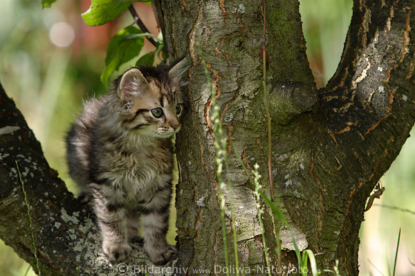 Katzenkind auf Baum geklettert ssses Ktzchen Jungtier 