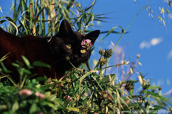Schwarzkatze auf Lauer Anpirschen in Gras jagen Jagdtour