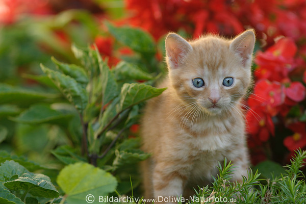 Miezekatze klein niedlich ssses Ktzchen zwischen Pflanzen