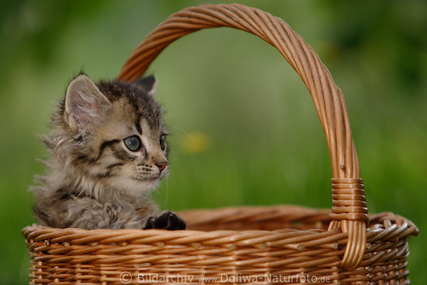 Ktzchen im Korb sitzen sss Katzenkind inGrngarten