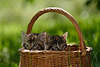 57755_ Kätzchen Paar Foto, Katzenkinder im Korb sitzend im Flechtkorb, Katzen süsse Schnauzen im Garten